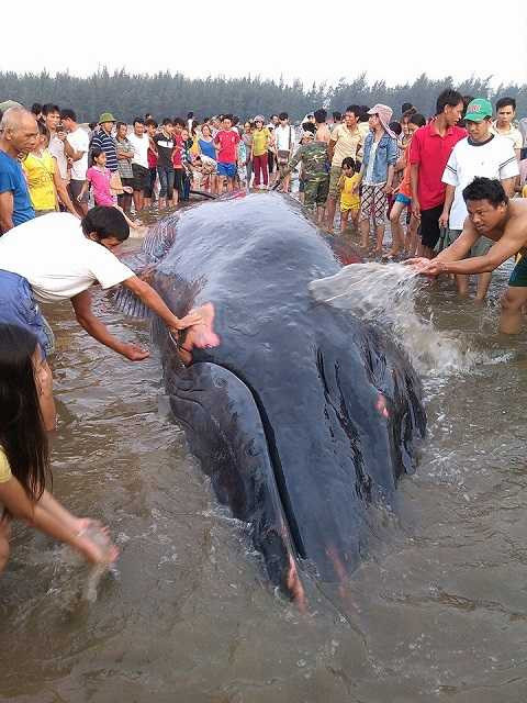 Người dân tát nước lên thân cá, làm ẩm thân nhiệt cá voi