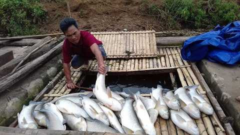 Sau một đêm hơn 10 tấn cá của người dân xã Thành Vinh chết không còn một con. Sau một đêm hơn 10 tấn cá của người dân xã Thành Vinh chết không còn một con.