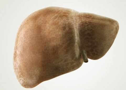 Lá gan bị nhiễm mỡ và xơ hóa Lá gan bị nhiễm mỡ và xơ hóa