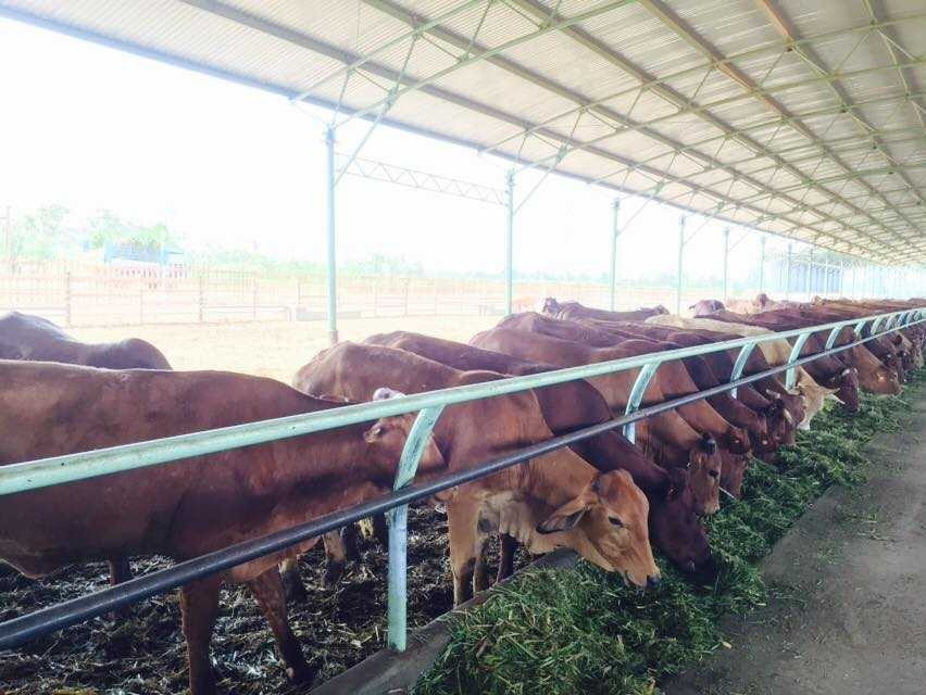 Trang trại bò sữa của Hoàng Anh Gia Lai tại Appateu, Lào