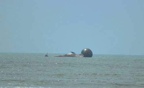 Trưa 27/5, xác cá voi mắc cạn cách bờ chừng nửa hải lý