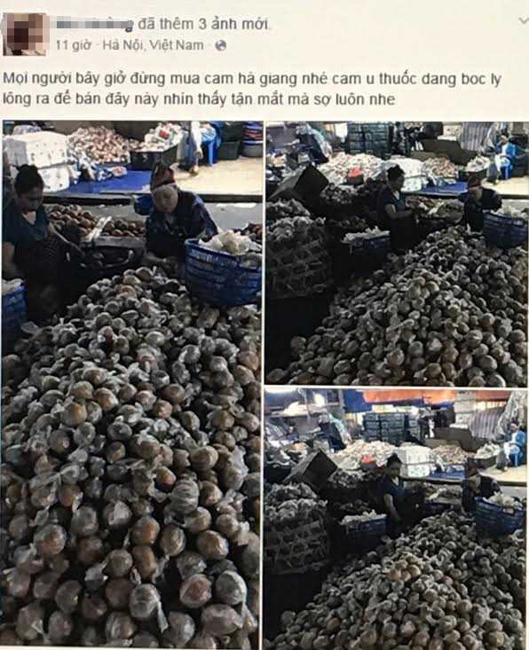 Thông tin cam Hà Giang bọc nilong ủ thuốc khiến nhiều người hoang mang