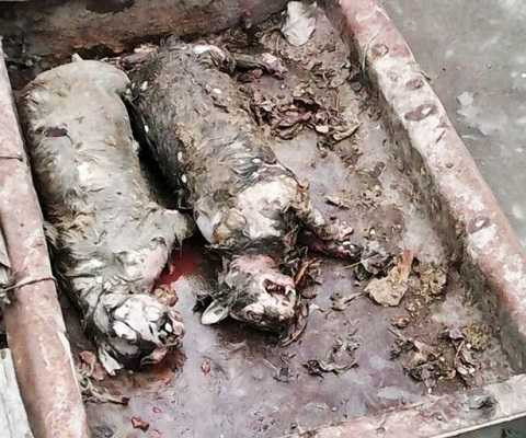 Hai sinh vật hút máu trong truyền thuyết Hai sinh vật hút máu trong truyền thuyết