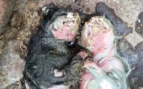 Hai sinh vật dược cho là giống mèo Hai sinh vật dược cho là giống mèo