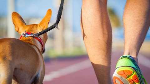 Những người bạn bốn chân giúp chúng ta đánh bay căng thẳng