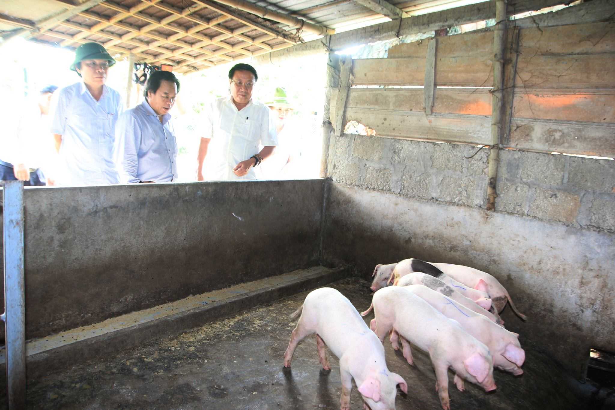 Đoàn công tác đi kiểm tra dịch lợn tai xanh ở Quảng Trị.