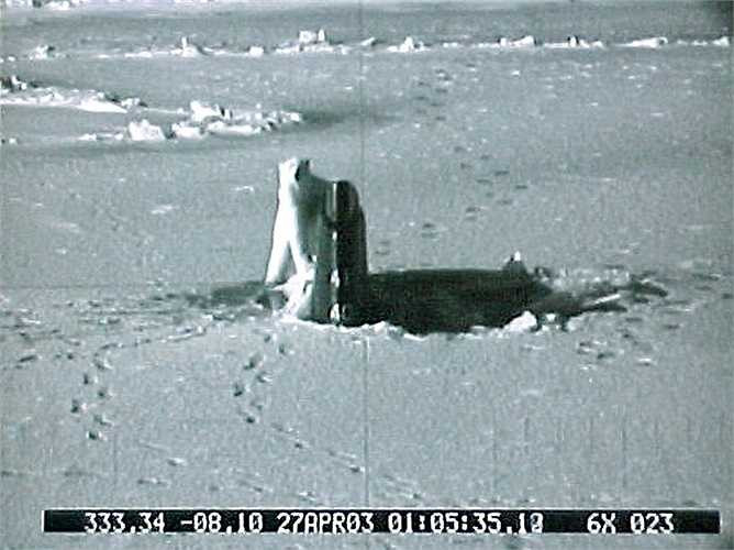 Năm 2004, tàu Connecticut đã bị một chú gấu Bắc Cực tấn công trong vòng 40 phút vì tò mò khi phát hiện ra 'vật thể lạ' trong địa bàn của mình