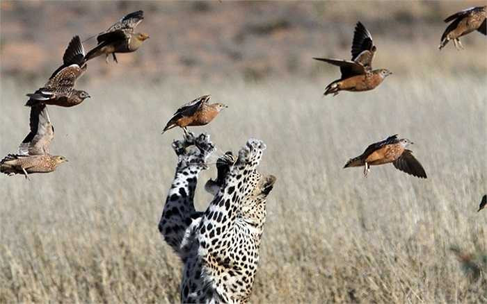 Báo gấm tung vuốt thực hiện cú vồ mồi trên không cực ấn tượng qua ống kính của nhiếp ảnh gia Matt Prophet