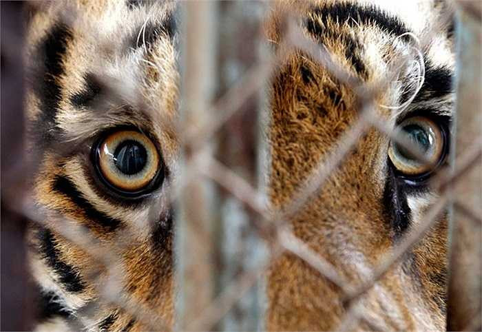 Ánh mắt hung dữ của một trong 6 chú hổ bị nuôi giữ trái phép ở thủ đô Bangkok, Thái Lan 