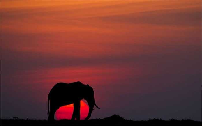 Chú voi đơn độc bên mặt trời đỏ rực dưới ánh hoàng hôn ở Maasai Mara, Kenya