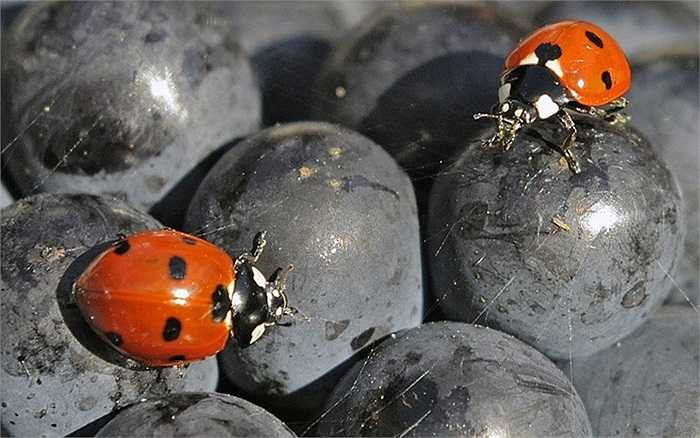 Bọ rùa bò trên những chùm nho ở Sonnendorf, Đức