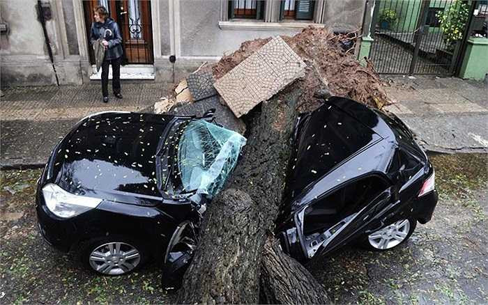 Cơn bão nhiệt đới khiến cây đổ dè bẹp xe hơi tại Montevideo, Uruguay