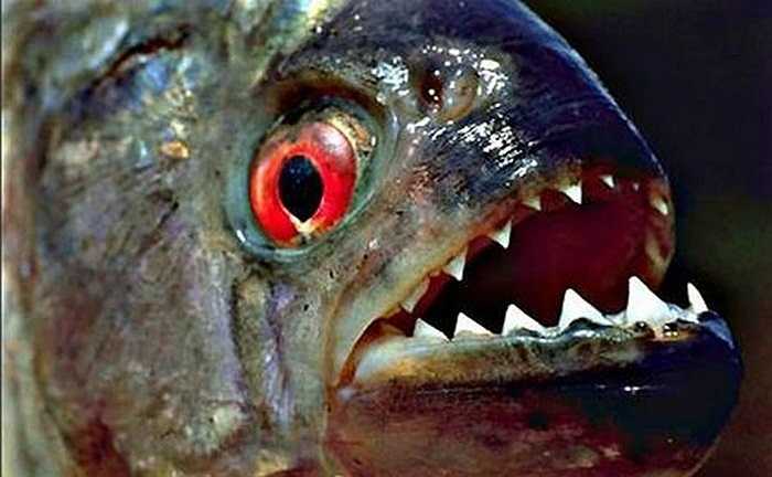 Loài cá Piranha có răng săc nhọn cắn xé con mồi