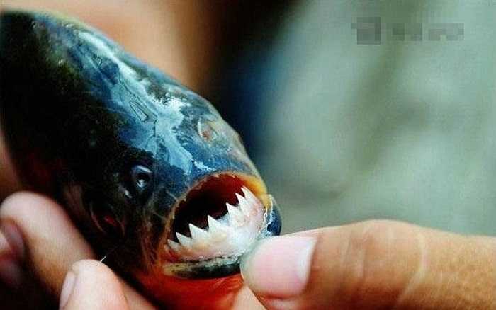 Cá Piranha là cá ăn thịt