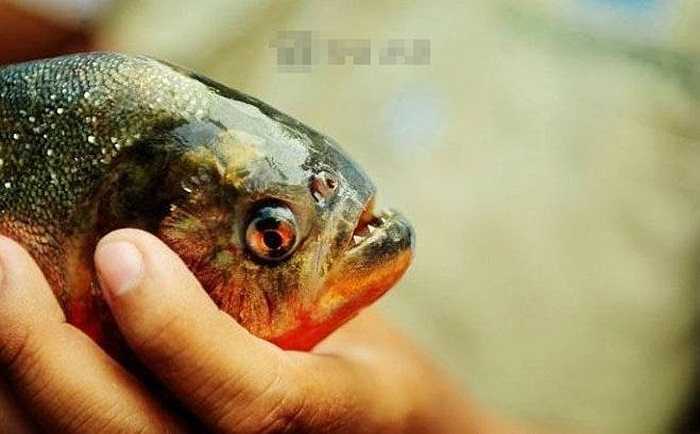 Piranha sống trong nước có nhiệt độ 22 độ C đến 26 độ C