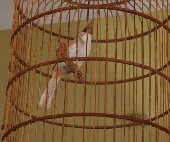 Chim cảnh được mệnh danh là chim 'người mẫu'. Chúng có vẻ ngoài 'bảnh chọe', dáng vẻ ưa nhìn, bộ lông sặc sỡ, mượt mà. 