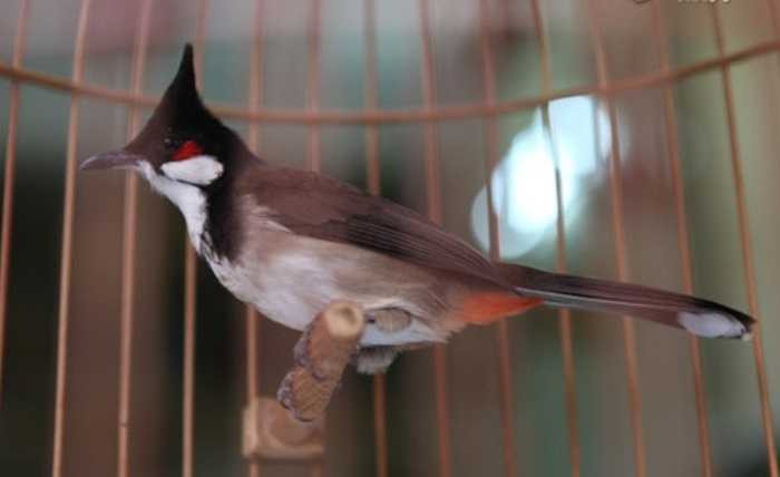 đặc biệt là phải có cám hạt để chim không bị mất màu. 