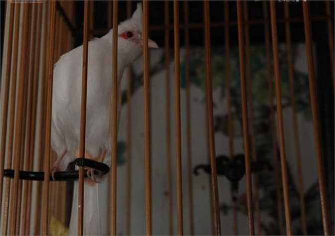 Những chú chim đắt tiền thường được chủ nhân đựng trong những chiếc lồng không dưới chục triệu đồng/chiếc. Chú chào mào trắng (chân hồng, mỏ hồng, mắt hồng) có nguồn gốc từ Thanh Hà (Hải Dương) được định giá 200 triệu