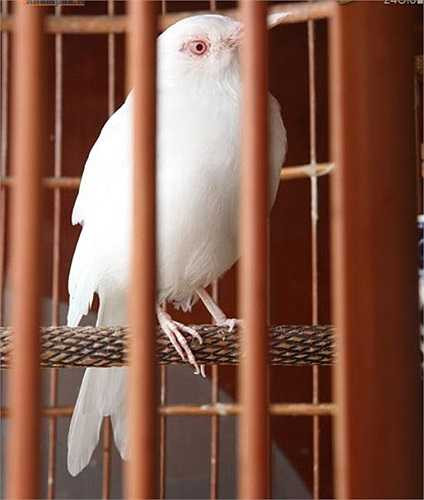 Anh Tuấn Anh cũng sở hữu một số loài chim quý hiếm như sáo trắng, chào mào mơ. Mỗi chú chim này cũng có giá từ vài chục triệu tới cả trăm triệu đồng.