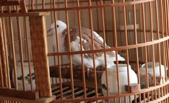 Do những chú chim này có nguồn gốc từ tự nhiên...nên việc chăm sóc rất công phu