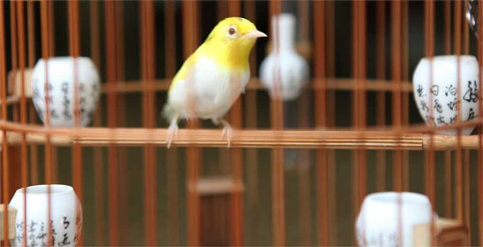 Chú hoàng khuyên lông vàng, mắt đỏ, chân đỏ... 