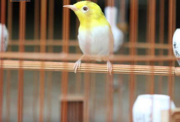 Cách đây không lâu, một 'đại gia' đã trả anh Tuấn Anh chú chim hoàng khuyên này giá 120 triệu nhưng anh không bán. Đối với anh Tuấn Anh, 'em nó' là vô giá.