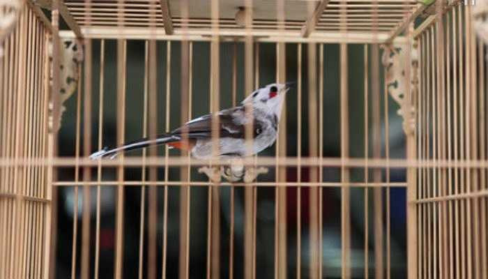 Những con chim quý, qua mỗi tay nuôi thường được đẩy giá lên, tuy nhiên giá trị của chim thường nằm trong khoảng nhất định.