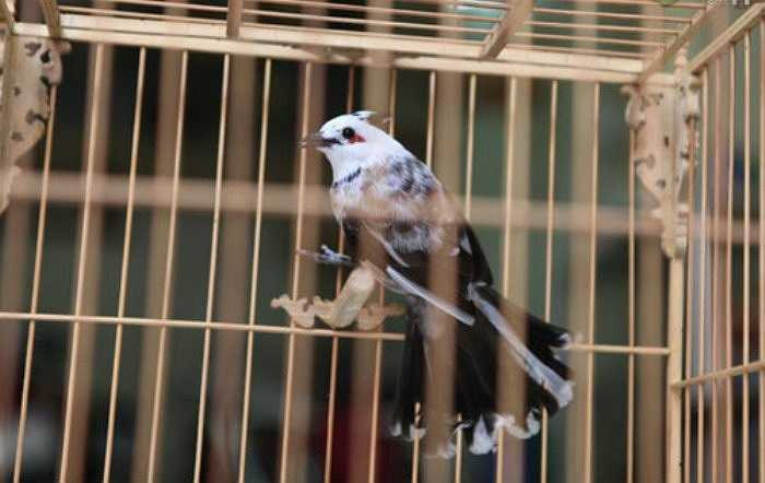 Chăm sóc chim cũng lắm kì công, phải lo cho chim ăn, ngủ, tắm rửa đầy đủ. Bên cạnh thức ăn công nghiệp, còn có thức ăn chế biến riêng rất cầu kì như châu chấu tươi, sâu, dế,... 