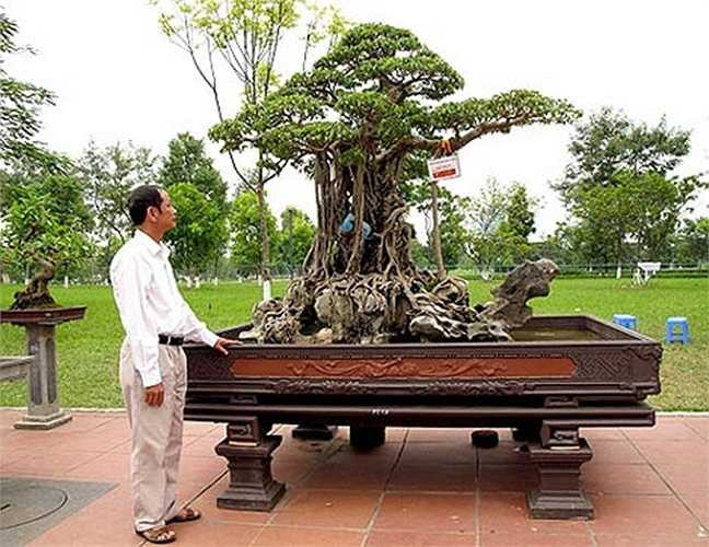 Ông Nguyễn Trung Thành bên cây sanh quý có tên “Mâm xôi con gà”. Cây sanh này được dân chơi cây cảnh định giá 6 triệu USD (120 tỉ đồng)?