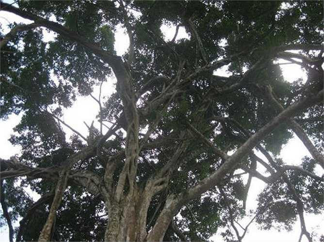 Cây sanh tỏa bóng rất rộng, che phủ cả một vùng đất hang trăm mét, những nhành cây bện lấy nhau