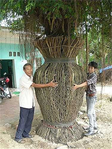 Cây sanh khổng lồ tiền tỷ hình bình hoa ở xứ Thanh. Ông Hội cũng cho hay, thời gian qua đã có rất nhiều người đến trả với giá rất cao, một đại gia cây cảnh ở Thái Bình không biết nghe thông tin từ đâu có đánh ô tô đến gạ mua cây sanh này với giá 1,1 