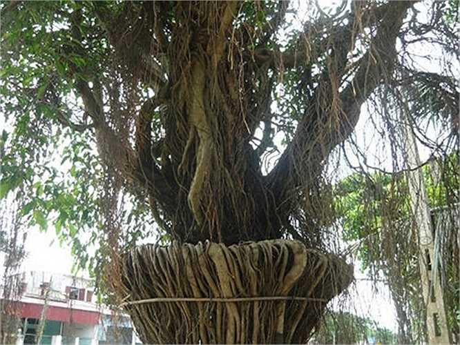 Điều đặc biệt là thân cây, rễ chùm của nó được chủ nhân uốn nắn thành một bình hoa khủng có chiều cao gần 10 mét, chiều rộng bộ bình là 1,5 mét, chiều dài bình là 2,5 m, hai người ôm không xuể, với bộ rễ trải đều và bó sát nhau.