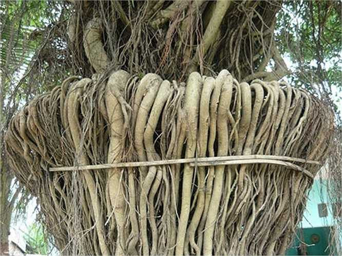 Cổ bình hoa được uốn nắn công phu từ những chiếc rễ mọc ra từ thân cây, các rễ cây được sắp kín và đều nhau.