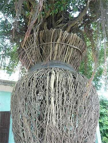 Điều đặc biệt là thân cây, rễ chùm của nó được chủ nhân uốn nắn thành một bình hoa khủng có chiều cao gần 10 mét, chiều rộng bộ bình là 1,5 mét, chiều dài bình là 2,5 m, hai người ôm không xuể, với bộ rễ trải đều và bó sát nhau.