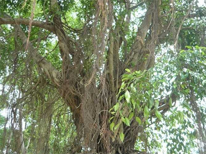 Tán cây sanh tỏa rộng, có nhiều rễ đang mọc ra. Ông Hội cho biết, tương lai ông sẽ uốn chúng thành hình con công, con phượng, con chim hay là những bông hoa....