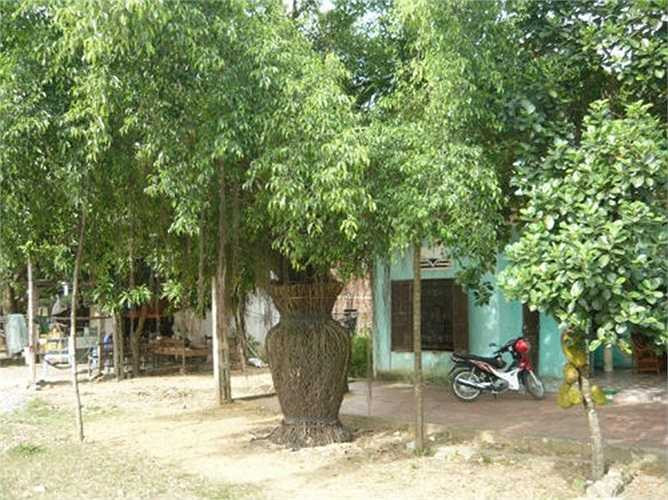 Chủ nhân của cây sanh nói trên là ông Nguyễn Hữu Hội (SN 1945), trú tại xã Hải An, huyện Tĩnh Gia, tỉnh Thanh Hóa. Ông Hội là một thương binh về hưu, cây sanh này được ông trồng cách đây gần 30 năm, là kỷ vật do đồng đội tặng nhân ngày gặp lại nhau.