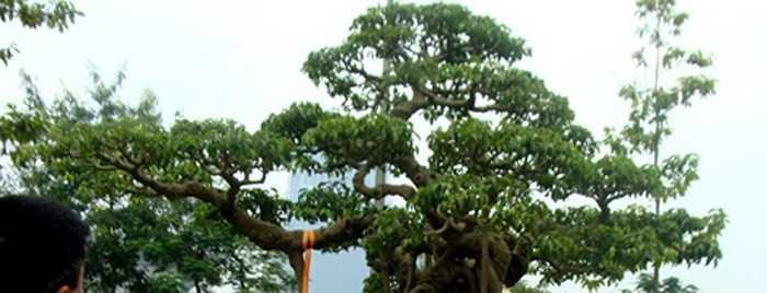 Cái tên 'Mâm xôi con gà' đã thành thương hiệu, đã nổi tiếng, nên dù nó chẳng còn giống mâm xôi với con gà, song cái tên đó vẫn được những người sở hữu về sau giữ lại.