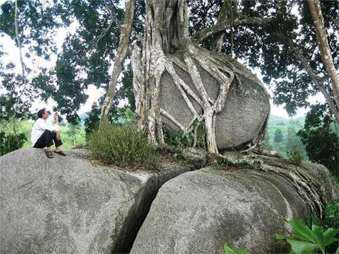 Cây sanh nằm nép mình bên dòng khe Đáu này được tạo nên một cách tự nhiên chứ hoàn toàn không có tác động của bàn tay con người. Toàn bộ gốc cây sanh ôm lấy một khối đá to, phía dưới là hai khối đá chia đôi làm “mâm”.