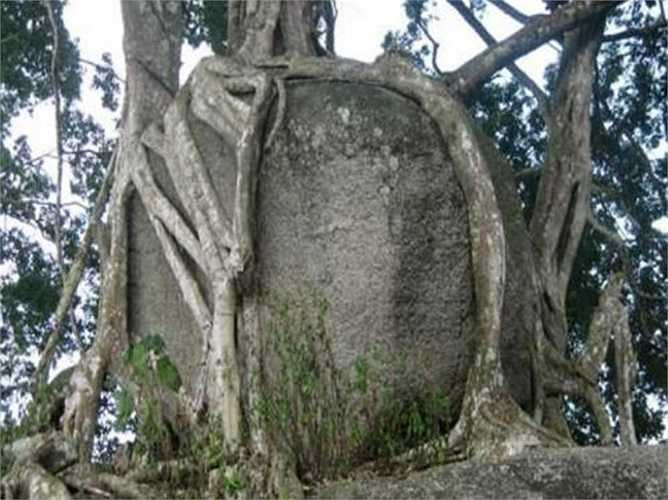 Cận cảnh phần 'con gà', cũng có người nói là rồng 'ngậm ngọc'.Các rễ cây sanh bám chặt lấy khối đá như rồng đang ngậm viên ngọc quý