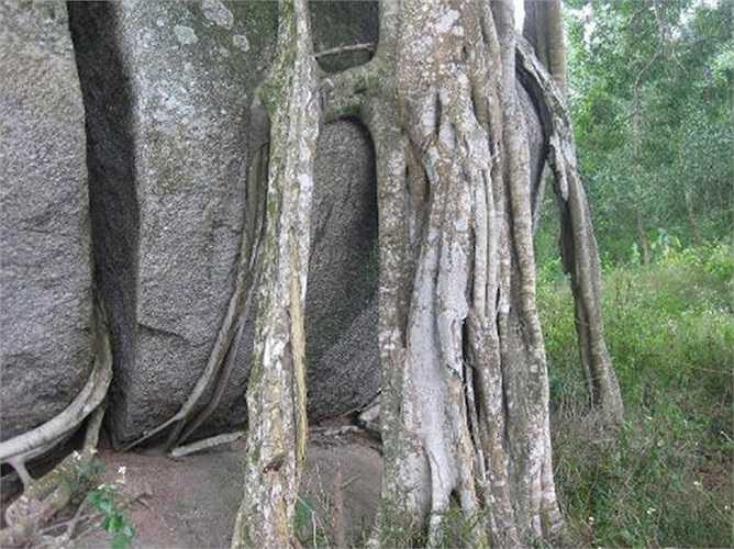 Cây sanh nằm nép mình bên dòng khe Đáu này được tạo nên một cách tự nhiên chứ hoàn toàn không có tác động của bàn tay con người. Toàn bộ gốc cây sanh ôm lấy một khối đá to, phía dưới là hai khối đá chia đôi làm “mâm”.