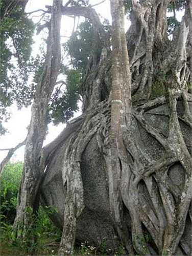 Theo nhiều người dân ở bản Kẻ Mui cho biết, cây sanh này đã có từ hàng ngàn năm trước. Rễ ôm chặt lấy khối đã và đâm thẳng xuống đất.