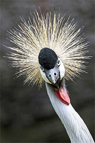 Chú sếu đầu đen làm điệu trước ống kính của nhiếp ảnh gia trong công viên Dresden, miền đông nước Đức.