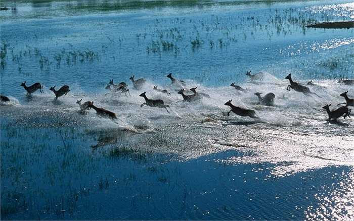 Đàn linh dương vượt đầm nước ở Okavango, Botswana.