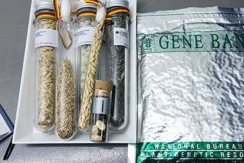 Người ta ước tính được rằng có khoảng 865.000 mẫu hạt giống khác nhau được cất giữ tại đây. Người ta ước tính được rằng có khoảng 865.000 mẫu hạt giống khác nhau được cất giữ tại đây.