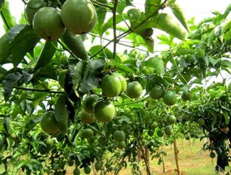 Thông tin trên báo chí cho biết, thời gian gần đây, giá quả chanh dây tại Gia Lai và Kon Tum tăng đột biến, có thời điểm tăng gần 20.000 đồng/kg. Quả bán được giá, không ít người dân đã chặt bỏ cao su và cây cà phê để chuyển sang loại cây này. Chanh dây sau khi thu hoạch được lái thương thu mua và bán sang Trung Quốc. Thông tin trên báo chí cho biết, thời gian gần đây, giá quả chanh dây tại Gia Lai và Kon Tum tăng đột biến, có thời điểm tăng gần 20.000 đồng/kg. Quả bán được giá, không ít người dân đã chặt bỏ cao su và cây cà phê để chuyển sang loại cây này. Chanh dây sau khi thu hoạch được lái thương thu mua và bán sang Trung Quốc.