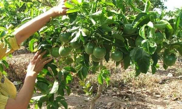 Chanh dây chứa nhiều chất có lợi cho sức khỏe, trong đó có chất xơ. Tuy nhiên, dùng chanh dây quá nhiều và thường xuyên có thể dẫn đến các tác dụng phụ như mệt mỏi, chóng mặt. Chanh dây chứa nhiều chất có lợi cho sức khỏe, trong đó có chất xơ. Tuy nhiên, dùng chanh dây quá nhiều và thường xuyên có thể dẫn đến các tác dụng phụ như mệt mỏi, chóng mặt.