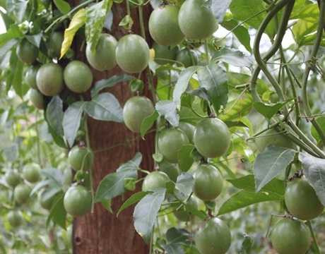 Chanh dây ra hoa tháng 6 đến tháng 7, có quả tháng 10, 11. Quả hình tròn hoặc oval, khi chín có màu vàng hoặc đỏ tía đậm, nhiều nước, có nhiều hạt. Chanh dây có hai loại quả, loại màu vàng nhạt hoặc loại màu đỏ tía. Chanh dây ra hoa tháng 6 đến tháng 7, có quả tháng 10, 11. Quả hình tròn hoặc oval, khi chín có màu vàng hoặc đỏ tía đậm, nhiều nước, có nhiều hạt. Chanh dây có hai loại quả, loại màu vàng nhạt hoặc loại màu đỏ tía.