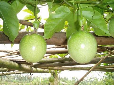 Lâu nay, người trồng chanh dây ở các tỉnh Tây Nguyên thường trồng theo mô hình truyền thống (trồng giàn). Các giàn cao từ 1,8 - 2m thuận tiện cho cây leo lên sinh trưởng. Lâu nay, người trồng chanh dây ở các tỉnh Tây Nguyên thường trồng theo mô hình truyền thống (trồng giàn). Các giàn cao từ 1,8 - 2m thuận tiện cho cây leo lên sinh trưởng.