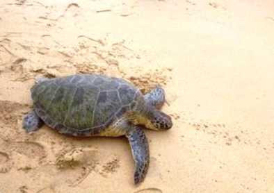 Cá thể rùa được thả về biển.