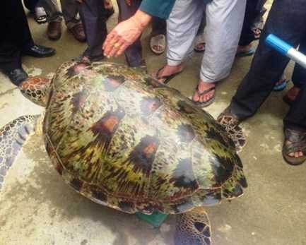 Nhiều người dân đua nhau sờ mai rùa biến quý hiếm để lấy may.